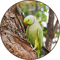 Rose-ringed Parakeet